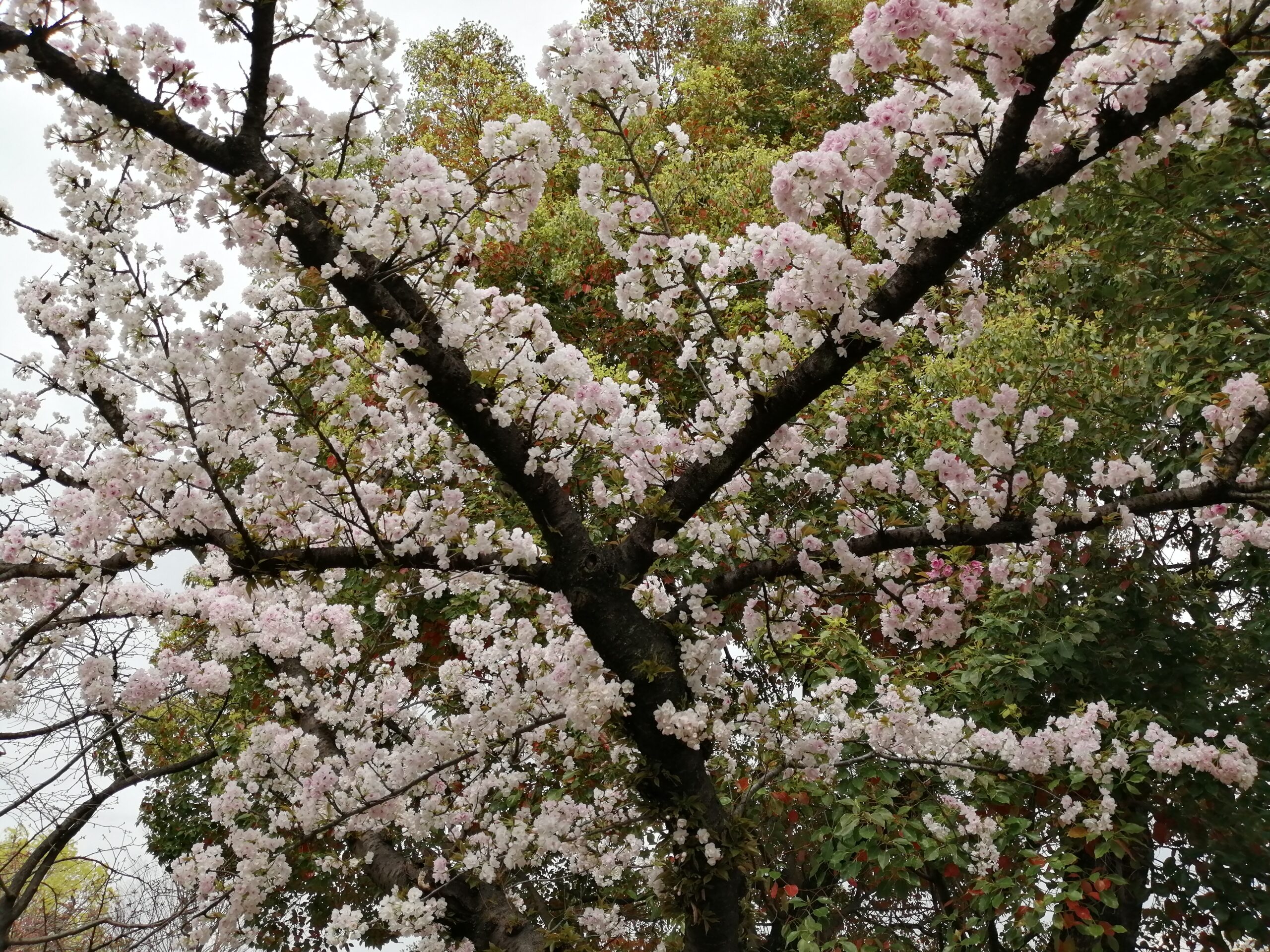 Cherry Blossom Viewing In Osaka 2024 造幣局・桜の通り抜け